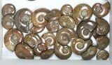 Lot: kg Iridescent, Red Flash Ammonites (-) - Pieces #82497-1